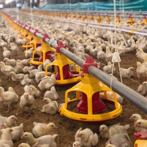 چرا افزودنی‌ها در خوراک طیور استفاده می‌شوند؟